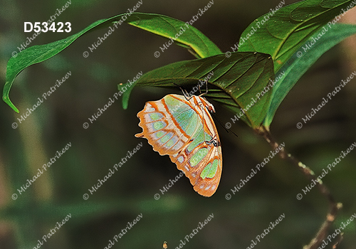 Malachite Butterfly (Siproeta stelenes)
